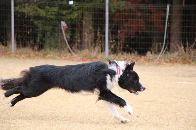 ボーダーコリーが広いフィールドで走る様子.