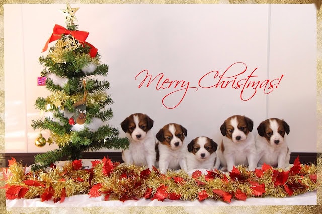 クリスマスツリーと子犬たちのかわいいグループ写真.