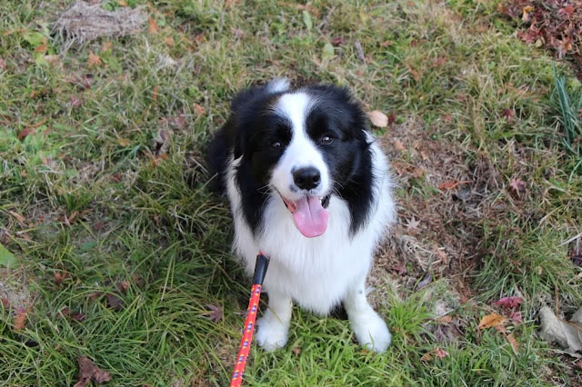 犬のアップ写真、笑顔で舌を出している様子.