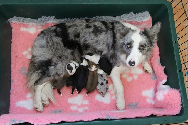 子犬と母犬の親子の温かい瞬間を捉えた写真.