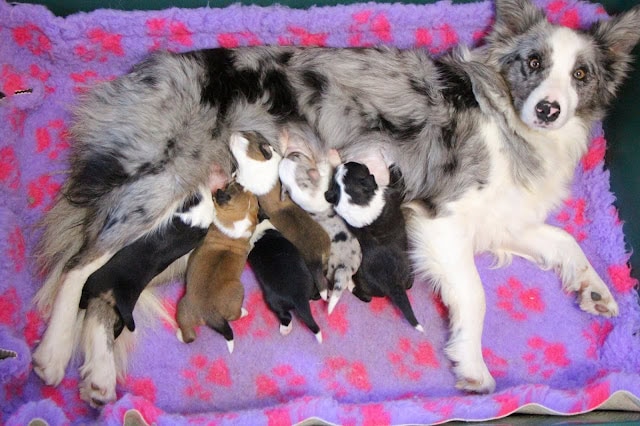 母犬と子犬たちのかわいい親子の様子.