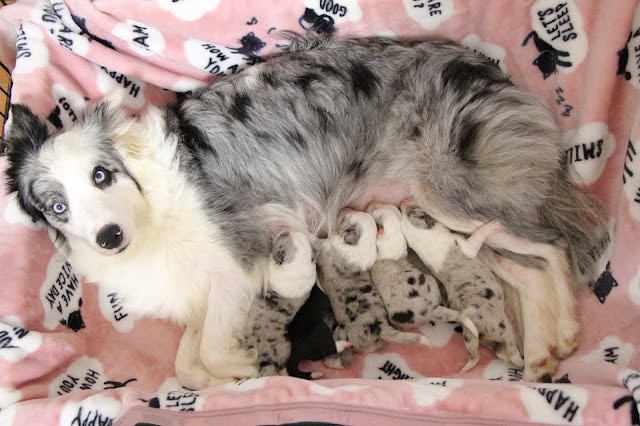 犬の子犬の写真、母親と一緒に寝ている様子.