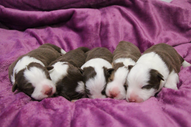 ▪テイラーっ子誕生