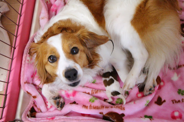 ▪コイケルベビーズ♡