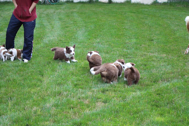 ▪子犬達フィールドデビュー