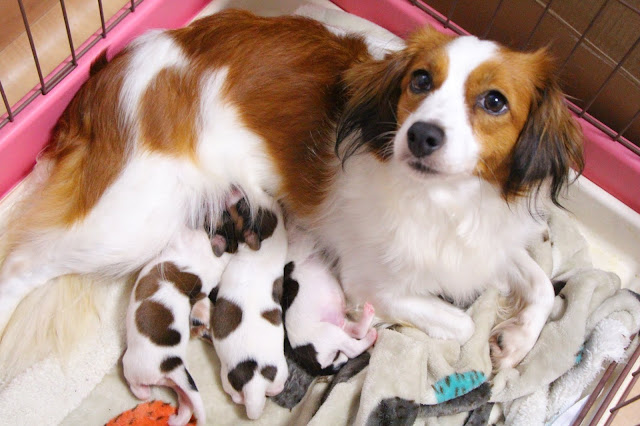 ▪ピクシーっ子♡