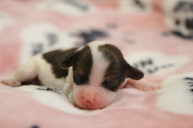 ▪ルビーっ子♡