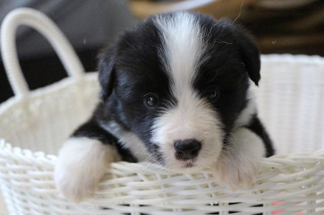 ▪バスケット🧺