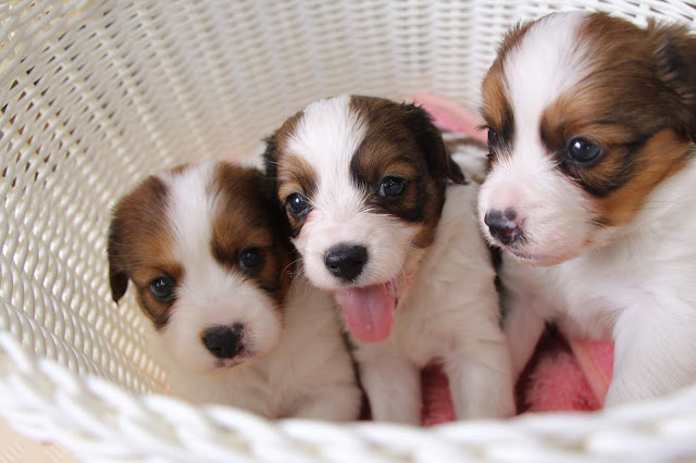 ▪ピクシーっ子1か月💖💖