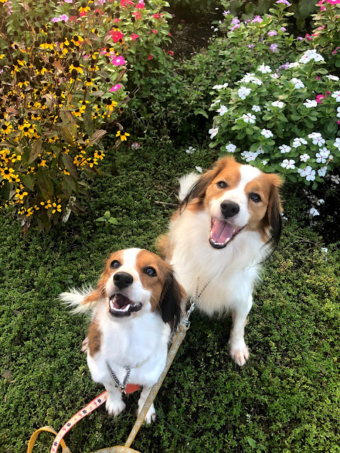 ■コーイケルホンディエ早期ご予約に関しまして