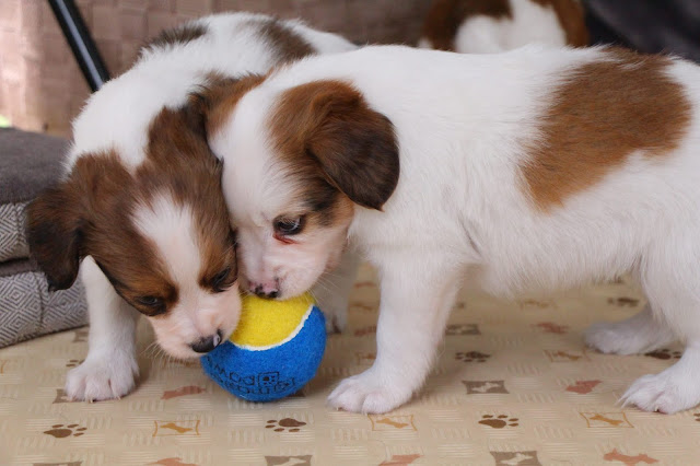 トリミングお知らせテスト