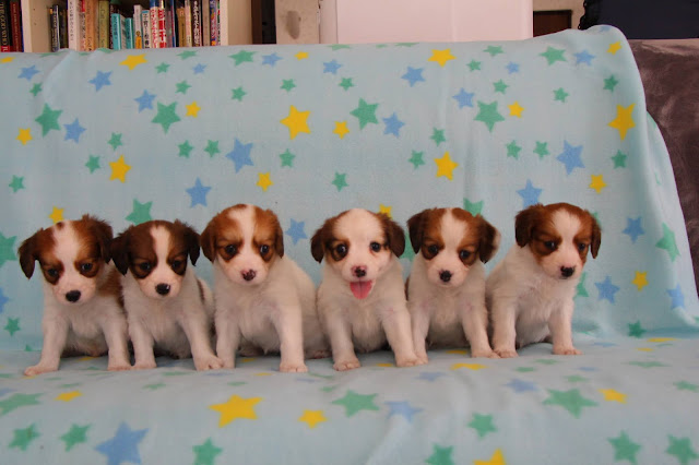 ▪ダイアっ子♡