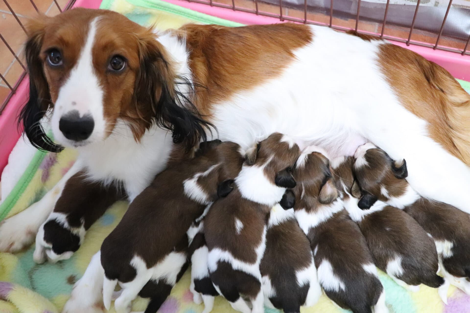 1月1日生まれのコイケルホンディエ☆