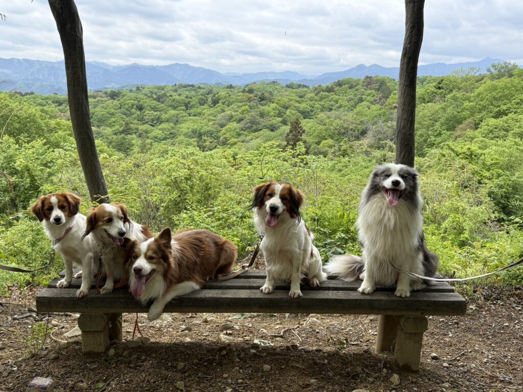 犬たちが木製のベンチに座っている風景.