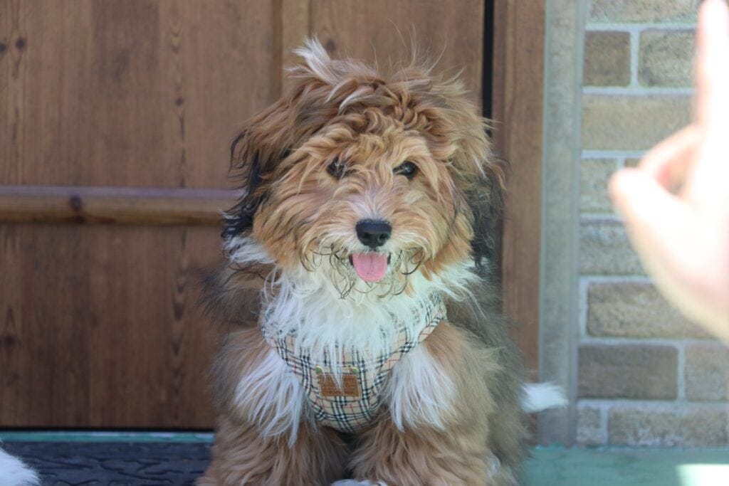 可愛い柴犬の子犬がカメラを見つめている.