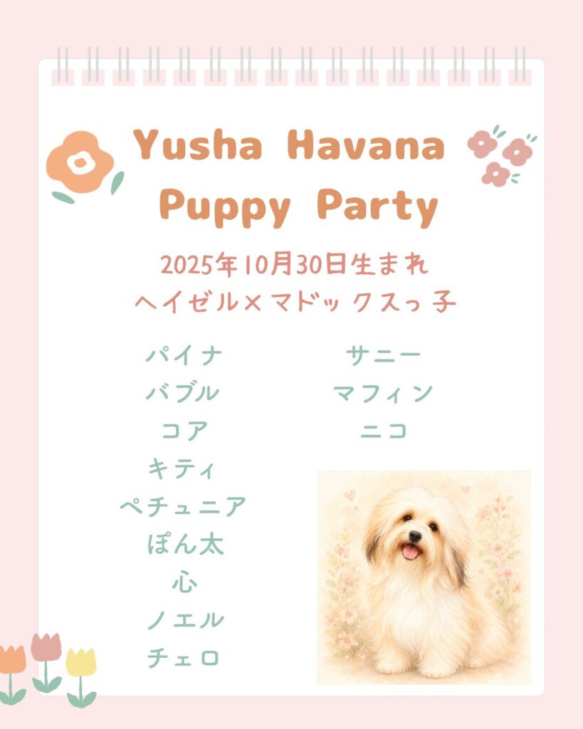 ハバナ・パピーの子犬の写真とパーティ情報.