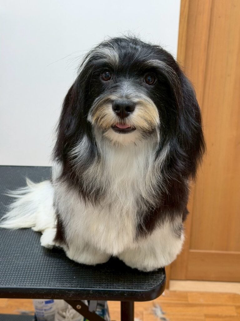 小さな黒白の犬、長い毛と優しい表情.