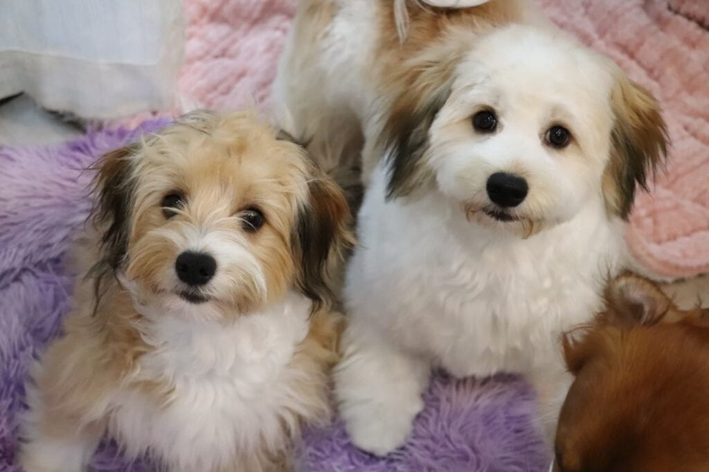 子犬たちが毛布の上に座っている様子.