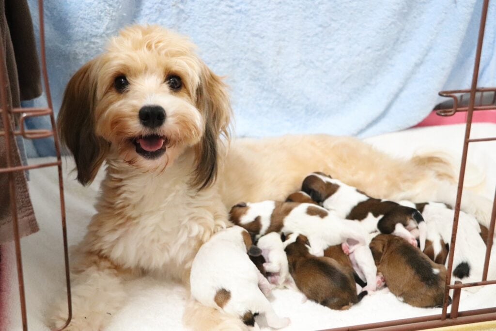 かわいい犬と子犬の群れ、室内での育児シーン.