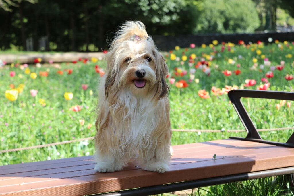 公園のベンチに座る長毛のかわいい犬.
