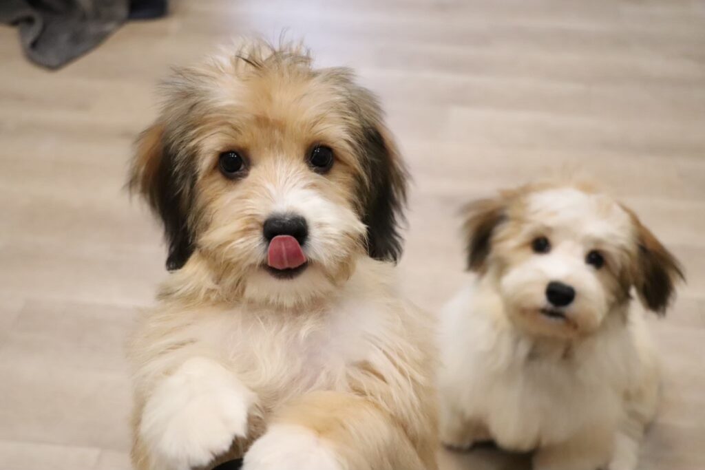 愛らしい子犬二匹の写真, 明るい室内背景, かわいいペットの瞬間を捉えた.