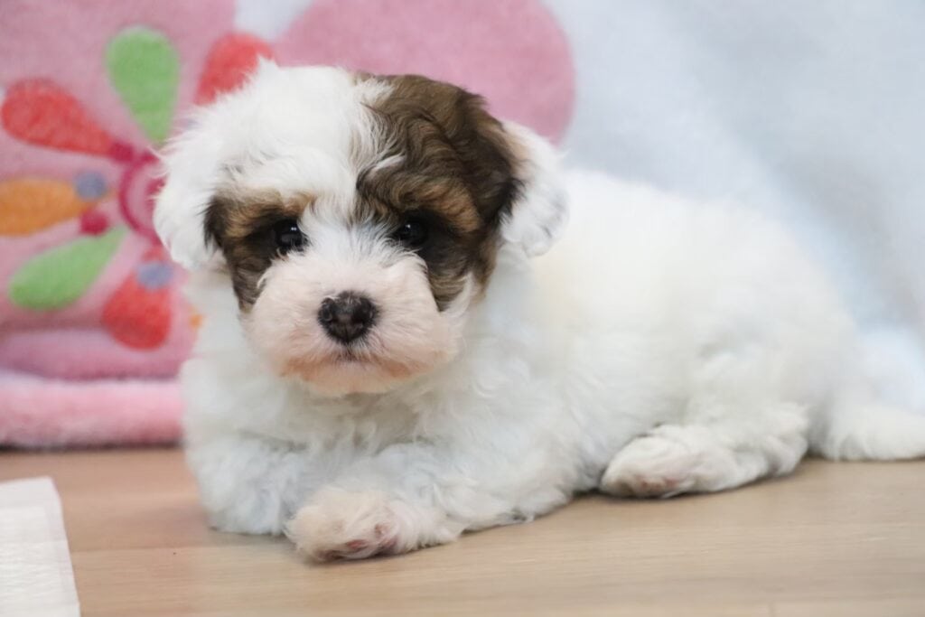 子犬のアップ写真、白と茶色の毛並みが特徴的です.