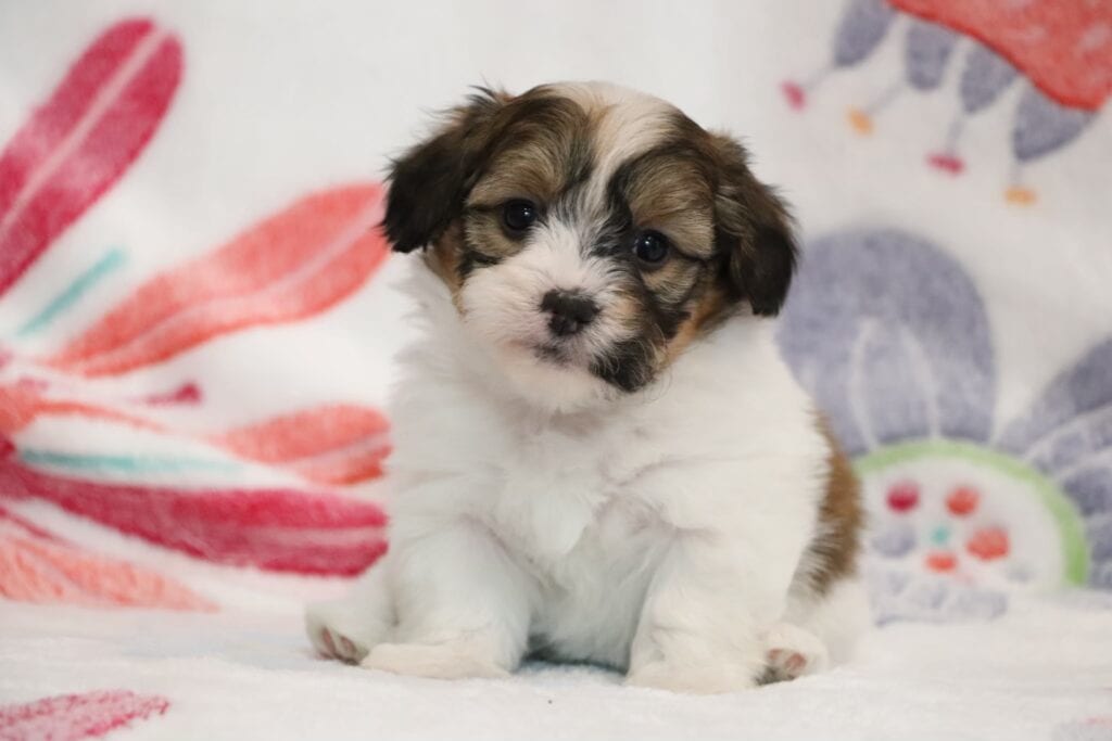 子犬のかわいい表情とふわふわの毛並みが魅力的な画像です.