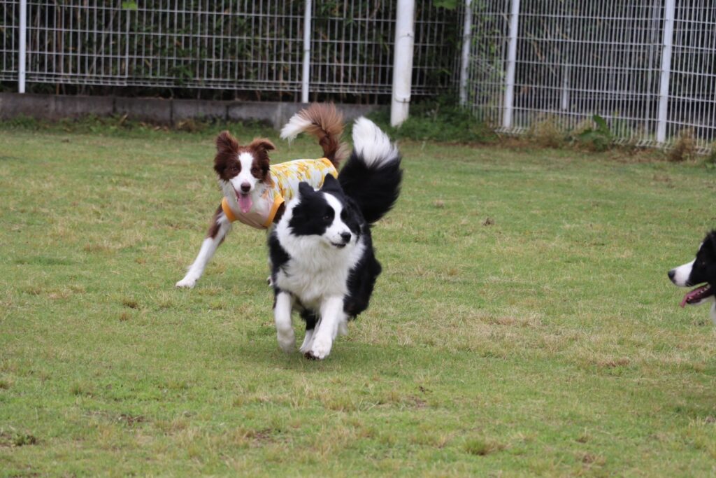 犬たちが芝生の上で遊んでいる様子.