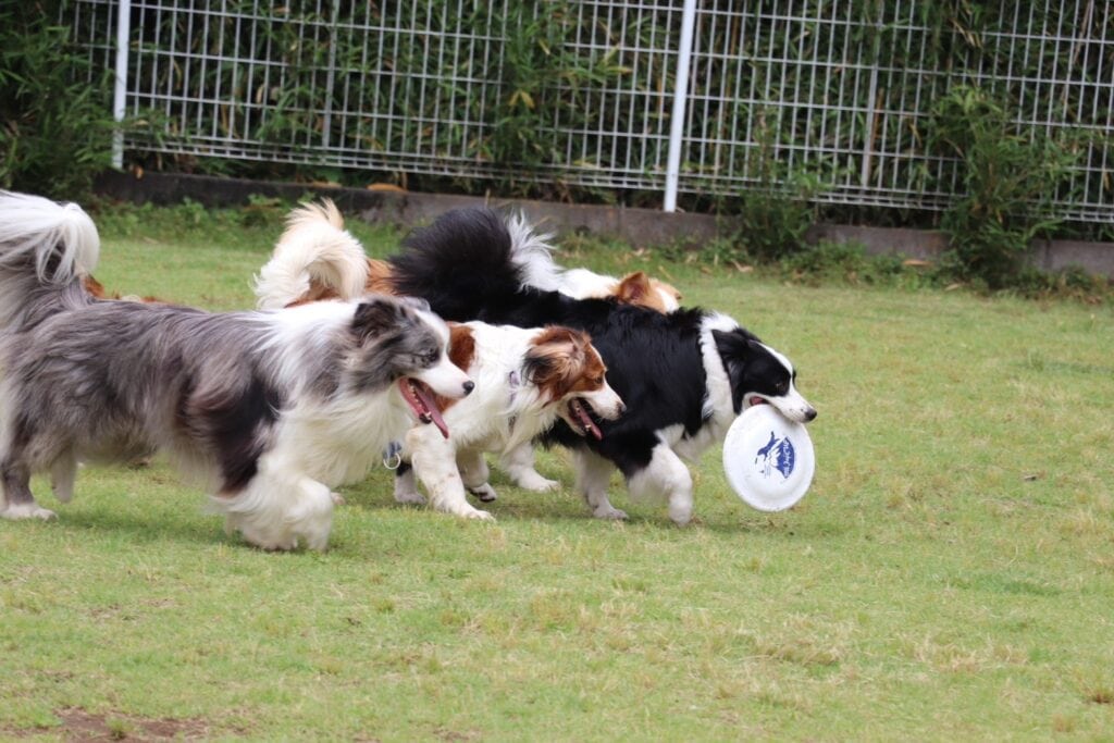 犬たちが芝生の上でフリスビーを追いかけて遊んでいる様子.