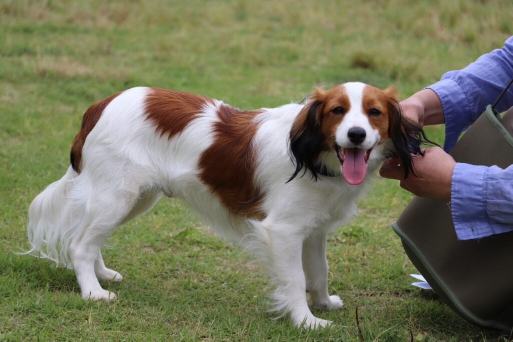 散歩を楽しむ白と茶色のダックスフンドの犬。.