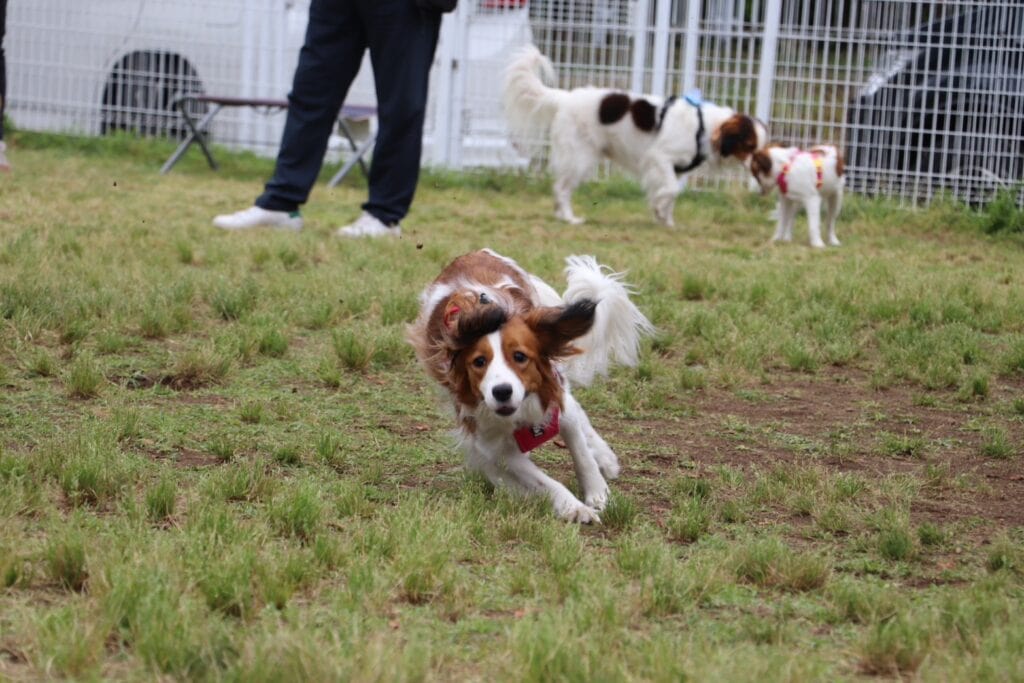 犬がドッグランで楽しそうに走る姿.