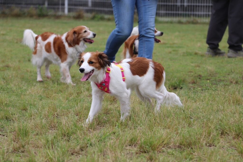 犬と飼い主が公園で楽しそうに遊んでいる様子.