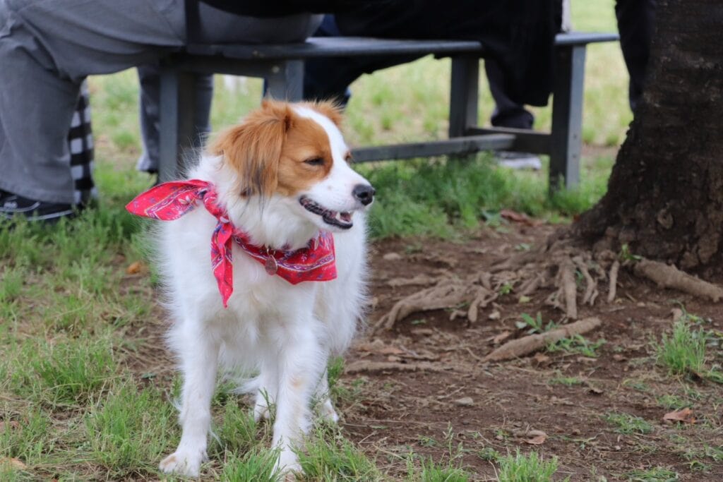 犬の散歩中の犬、赤いリボンをつけている.