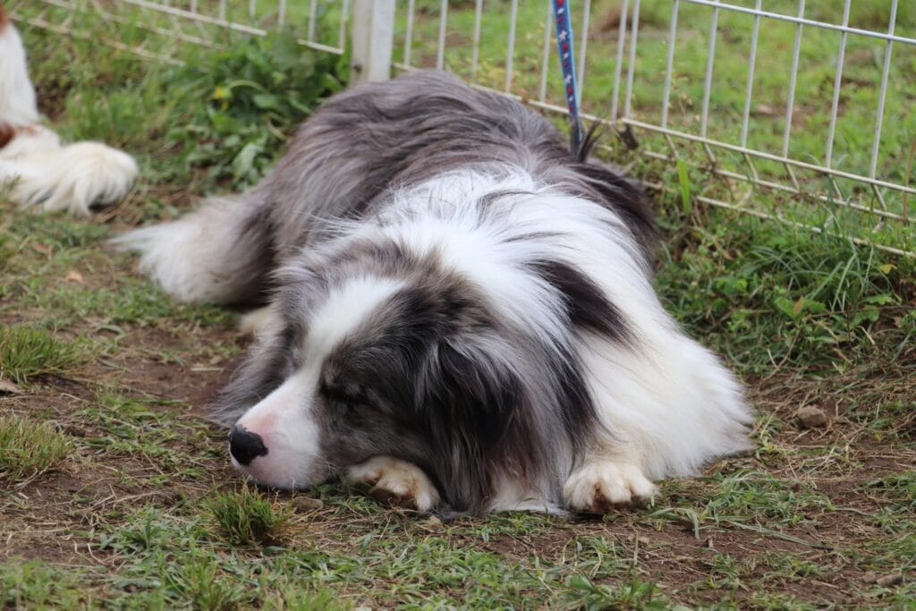 犬の子犬が地面に横たわり、リラックスして眠っている姿.