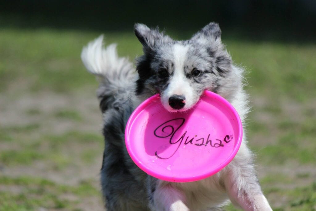 フリスビーを咥えるボーダーコリーの子犬の写真.