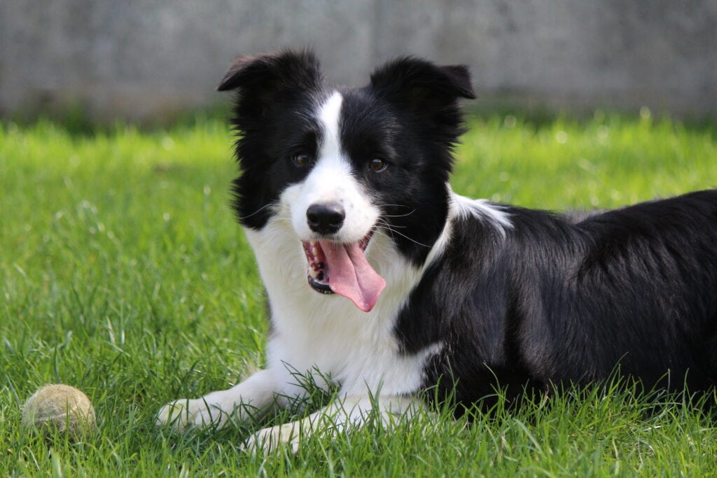 若いボーダーコリー犬が芝生の上で遊んでいる.