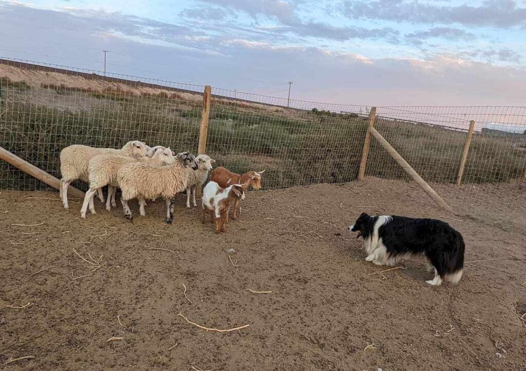 牧羊犬と羊の群れが広い牧草地で遊んでいる様子.