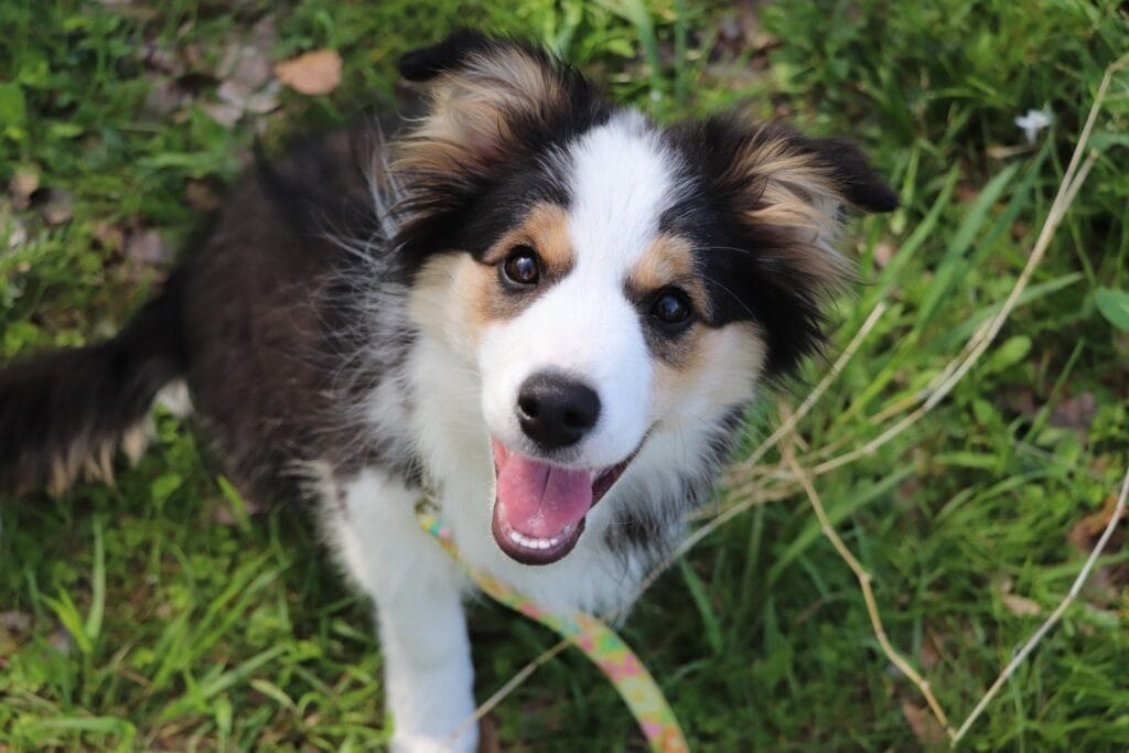 ボーダーコリーの子犬が草原で笑顔を見せている.