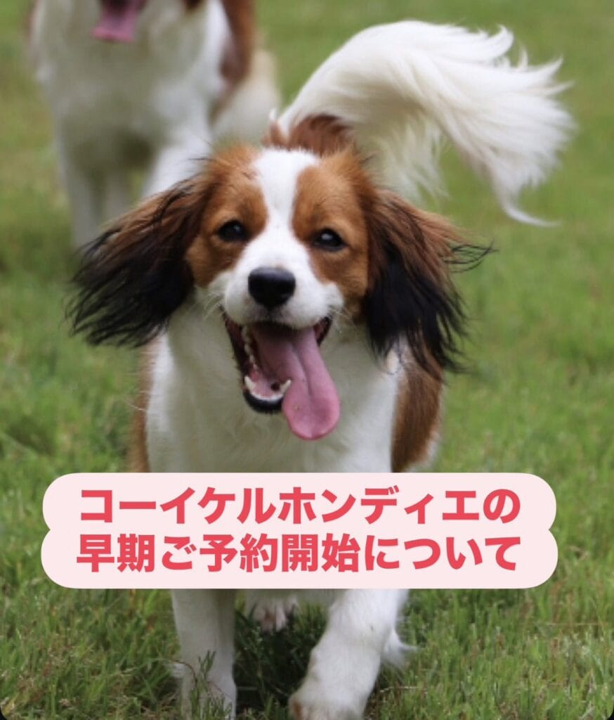 コイケルホンディエのかわいい子犬が走る姿.